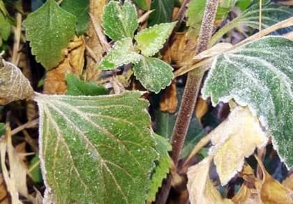 In the summer of Mahabaleshwar Garegar, the snowflake philosophy on the pan in the Vernalake area | ऐन उन्हाळ्यात महाबळेश्वर गारेगार, वेण्णालेक परिसरात पानांवर हिमकणांचे दर्शन