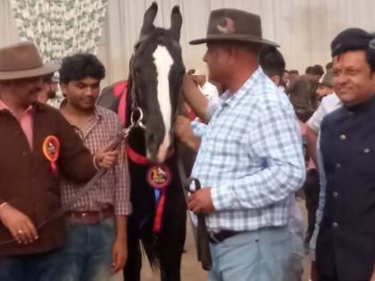 'Shan' wins in horse racing | अश्व मारवाडी स्पर्धेत ‘शान’ने मारली बाजी 'Shan' wins in horse racing | अश्व मारवाडी स्पर्धेत ‘शान’ने मारली बाजी