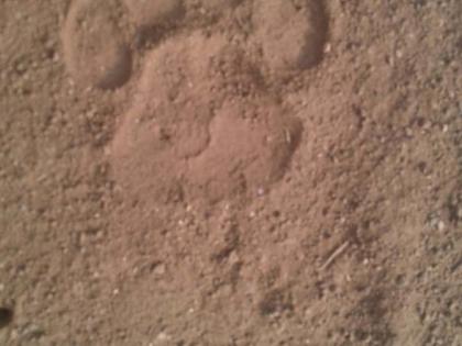 Sleeps of villages in two talukas by a striped tiger | पट्टेदार वाघाने उडवली दोन तालुक्यातील गावांची झोप Sleeps of villages in two talukas by a striped tiger | पट्टेदार वाघाने उडवली दोन तालुक्यातील गावांची झोप