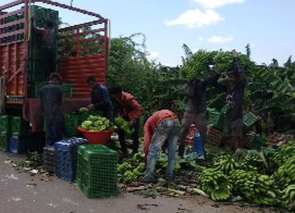 Banana prices halved in six months | सहा महिन्यात केळीचे भाव निम्म्यावर