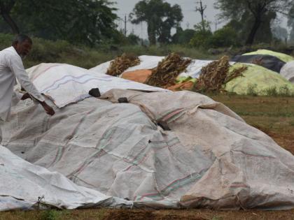 Kharif threatens with presence of rain in district | जिल्ह्यात पावसाच्या हजेरीने खरीप धोक्यात