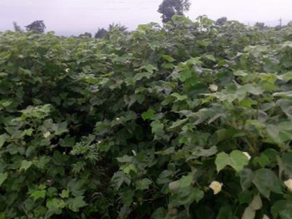 Damage to kharif crops in Ranjani area due to incessant rains | संततधार पावसामुळे रांझणी परिसरात खरिपाच्या पिकांचे नुकसान Damage to kharif crops in Ranjani area due to incessant rains | संततधार पावसामुळे रांझणी परिसरात खरिपाच्या पिकांचे नुकसान