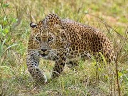 A calf was killed in a leopard attack in Hatmohide Shivara | हाटमोहिदे शिवारात बिबट्याच्या हल्ल्यात वासरू ठार A calf was killed in a leopard attack in Hatmohide Shivara | हाटमोहिदे शिवारात बिबट्याच्या हल्ल्यात वासरू ठार