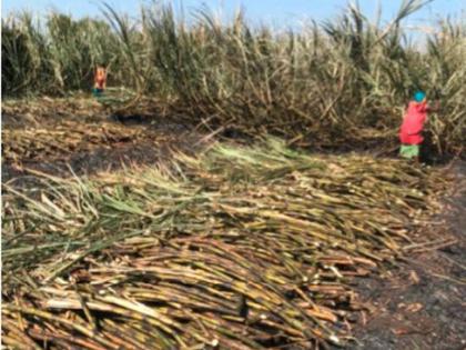 Farmers in Mod burn 17 acres of sugarcane | मोड येथील शेतकऱ्यांचा 17 एकर ऊस जळून खाक