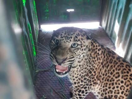 In a leopard cage at Tarukhedale | तारुखेडले येथे बिबट्या पिंजऱ्यात