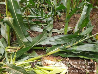 Haidos of cows at Rajapur; Damage to maize crops | राजापूर येथे रानडुकरांचा हैदोस; मका पिकांचे नुकसान