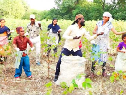 Cotton picking tricks and Sonny's song Lave Wade | कापूस वेचाले चाल वं सोनी गाण्याने लावले वेड