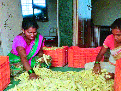 Production of glittering baby corn for animal feed | जनावरांच्या चाऱ्यांसाठी चक्क बेबीकॉर्न मक्याचे उत्पादन