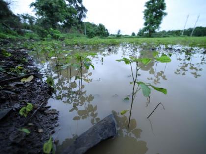 Even dreams were swept away in the flood...; 29 thousand hectares of agriculture in Nagpur district under water | पुरात स्वप्नही वाहून गेले....; नागपूर जिल्ह्यात २९ हजार हेक्टर शेती पाण्याखाली