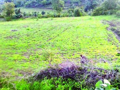 About 3,000 acres of land in Washim district without sowing yet! | वाशिम जिल्ह्यात ३३ हजार एकर क्षेत्र अद्यापही पेरणीविना!