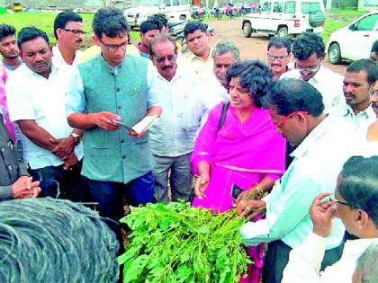 Betrayal of the farmers is always in the midst of farmers | शेतकऱ्यांमध्ये बोंडअळीची दहशत कायमच