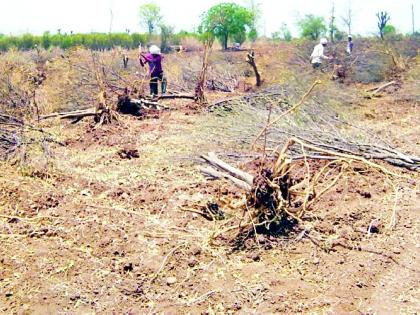 Harvesting of sandalagaga kharipai for wines due to lack of water | पाण्याअभावी वाळल्या संत्राबागा खरिपाकरिता मजुरांकडून काढणी