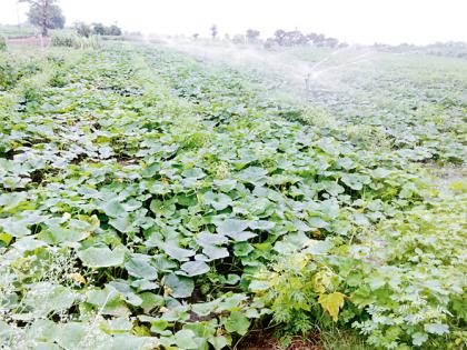 Rains of rain; Farmers worried | पावसाचा दगा; शेतकरी चिंतातूर