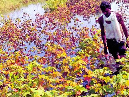 Crop damage due to dam's backwater | धरणाच्या बॅक वॉटरमुळे पिकाचे नुकसान