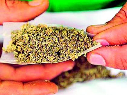 Only 26 cases of Ganja in two years | दोन वर्षांत गांजाचे केवळ २६ गुन्हे