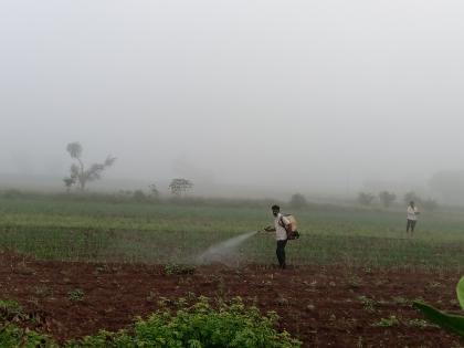 The incidence of diseases on rabi crops increased | रब्बी पिकांवर रोगांचा प्रादुर्भाव वाढला