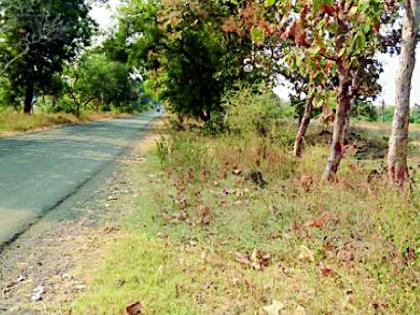 Forest department neglected roadside trees | रस्त्यालगत वृक्षतोडीकडे वन विभागाचे दुर्लक्ष