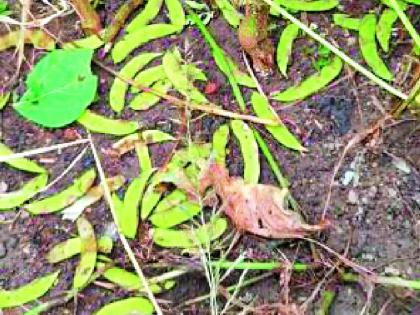 Military larvae attack soybean crop | सोयाबीन पिकावर लष्करी अळीचा हल्ला