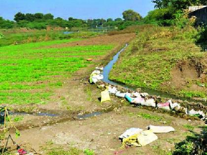 Wheat Farming on Wastewater | सांडपाण्यावर गव्हाची शेती