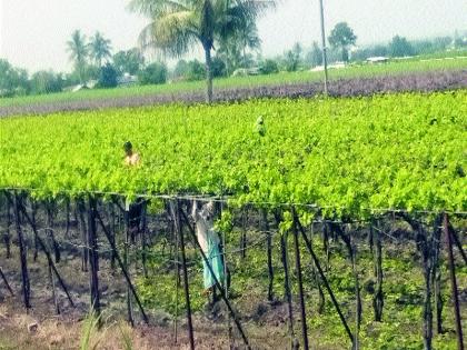  Delay in crop damage | पिकांच्या नुकसानभरपाईला विलंब