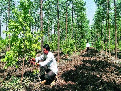 The scent of sandalwood in the drought-hit Sinnar taluka | अवर्षणग्रस्त  सिन्नर तालुक्यात चंदन शेतीचा  सुगंध