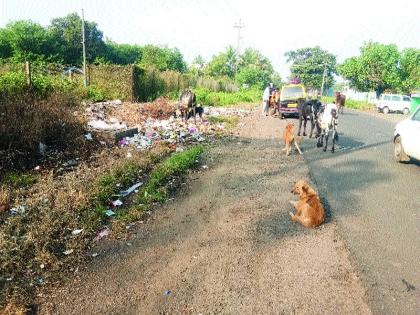  Dirt Empire on Gangapur Road; Fear of spreading disease | गंगापूररोडवर घाणीचे साम्राज्य; रोगराई पसरण्याची भीती