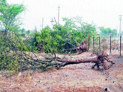 36 trees do not want shade | सावली नको म्हणून ३६ झाडांवर कुहाड