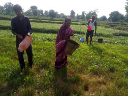 On the way to the drying up of paddy in Vidarbha | विदर्भातील धानाचे पऱ्हे सुकण्याच्या मार्गावर