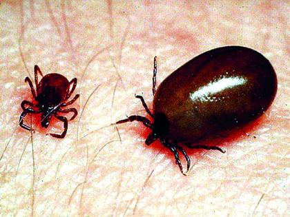 Scratch typhus' enters in Nagpur | नागपुरात जीवघेण्या ‘स्क्रब टायफस’चा फास