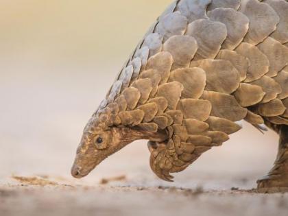 Rare pangolin in Dighori | नागपुरातील दिघोरीत निघाला दुर्मिळ पेंगोलिन