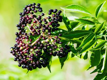 A tree that controls blood pressure levels was found in Kolhapur | कोल्हापुरात आढळला रक्तदाब पातळी नियंत्रित करणारा वृक्ष A tree that controls blood pressure levels was found in Kolhapur | कोल्हापुरात आढळला रक्तदाब पातळी नियंत्रित करणारा वृक्ष