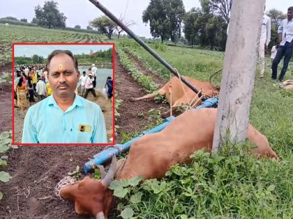 Vitthal devotee lost! Farmer who returned from Pandharpur wari dies of shock; Bulls also die on the spot | विठ्ठलभक्त हरपला! पंढरपूर वारी करुन परतलेल्या शेतकऱ्याचा शॉक लागून मृत्यू; बैलांचाही जागीच अंत Vitthal devotee lost! Farmer who returned from Pandharpur wari dies of shock; Bulls also die on the spot | विठ्ठलभक्त हरपला! पंढरपूर वारी करुन परतलेल्या शेतकऱ्याचा शॉक लागून मृत्यू; बैलांचाही जागीच अंत