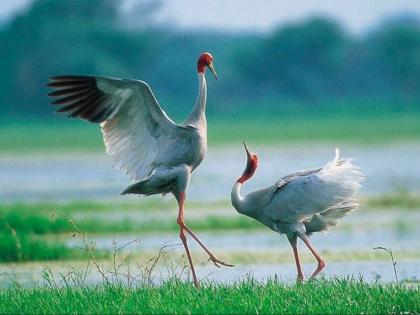 The stork, a symbol of love, is on the verge of extinction; The need for conservation measures | प्रेमाचे प्रतीक असलेला सारस पक्षी लुप्त होण्याच्या मार्गावर; संवर्धनासाठी उपाययोजनांची गरज