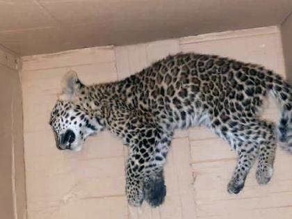 Leopard calf killed in accident | अपघातात बिबट्याचा बछडा ठार