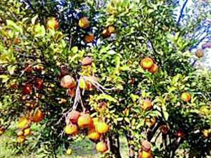 Orange soil with changing environment | वातावरण बदलाने संत्रा मातीमोल