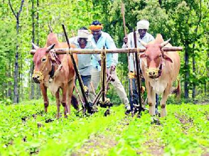 Sowing in an area of six lakh hectares | सहा लाख हेक्टर क्षेत्रात पेरणी