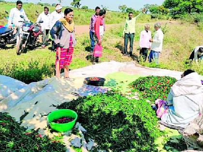 Farmers get relief directly from the consumer scheme | शेतकरी ते थेट ग्राहक योजनेतून दिलासा