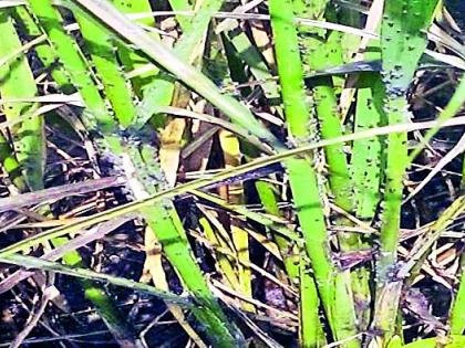 Groundnut for Farmers | तुडतुडा ठरला शेतकºयांसाठी कर्दनकाळ