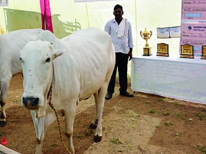 Gavleave Cow is proud of Vidarbha. | विदर्भाचा गौरव ठरताहे ‘गवळावू गाय’