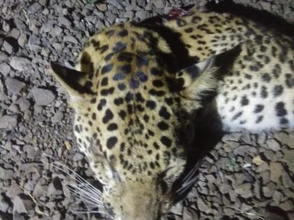  Leopards found under the train and killed | रेल्वेखाली सापडून बिबट्या ठार