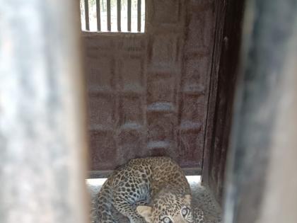 The dogs were taken out of the well and the leopard came out ..! | विहिरीतून काढायले गेले कुत्रे निघाला बिबट्या..!