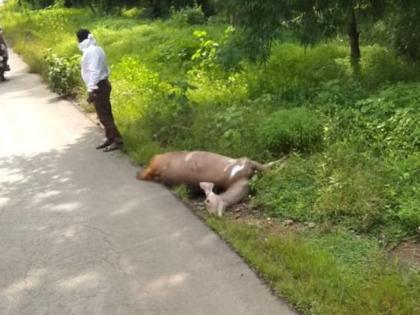 Two deer died in Chandrapur | चंद्रपुरात दोन सांबरांचा मृत्यू