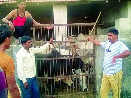 207 cattle released in the vehicle | वाहनात कोंबलेल्या २०७ गुरांची सुटका