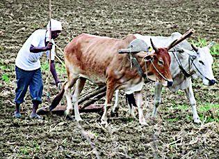 The victims of 45-degree heat have been caught by the victim | ४५ अंशाचा पारा अंगावर झेलतोय बळीराजा