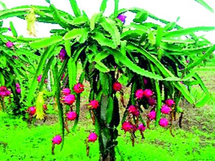 In the first year of dragon fruit cultivation, that farmer took the production of lakhs | ड्रॅगन फळ लागवडीतून पहिल्याच वर्षी त्या शेतकऱ्याने घेतले लाखाचे उत्पादन