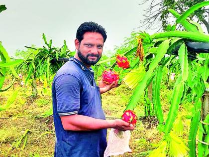 Overseas dragon fruit blooms in Vihirgaon | विहिरगावात फुलले साता समुद्रापारचे ड्रॅगन फ्रूट Overseas dragon fruit blooms in Vihirgaon | विहिरगावात फुलले साता समुद्रापारचे ड्रॅगन फ्रूट