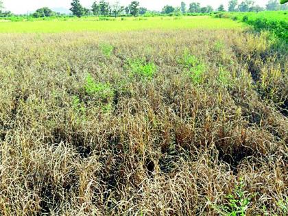 Due to turf-paddy threat | तुडतुड्यामुळे धानपीक धोक्यात