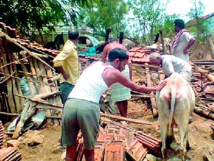 Two cattle injured in storm collapse | वादळाने गोठा कोसळून दोन जनावरे जखमी