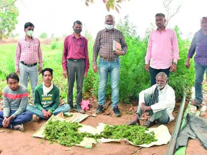 Cannabis cultivation exposed in Kurkheda | कुरखेडात गांजाची शेती उघडकीस
