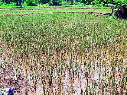 Hundreds of hectares of paddy flooded | शेकडो हेक्टरवरील धानाला पुराचा फटका Hundreds of hectares of paddy flooded | शेकडो हेक्टरवरील धानाला पुराचा फटका